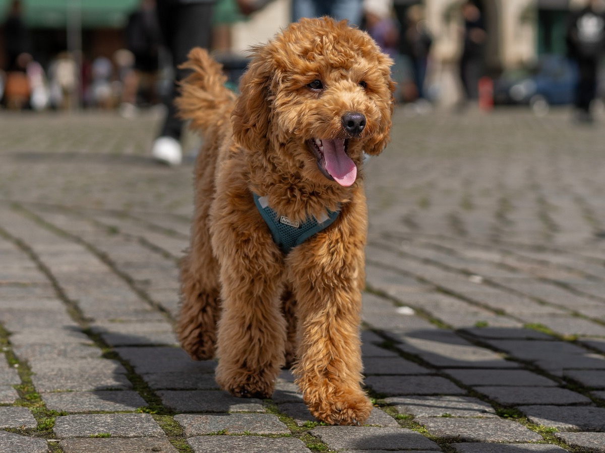 A Local's Guide to Dog Training in San Mateo